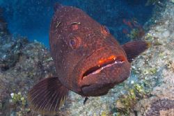 Boo! Curious grouper, Bahamas. Fuji Finepix S2. by Stuart Spechler 